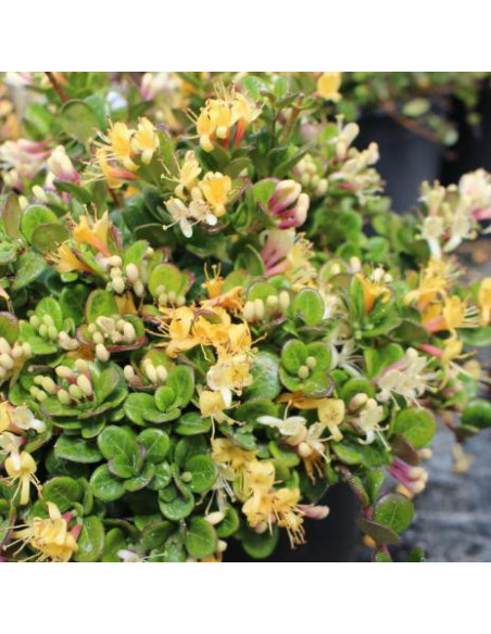 Lonicera ‘Little Honey’® - kovačnik, pokrovni
