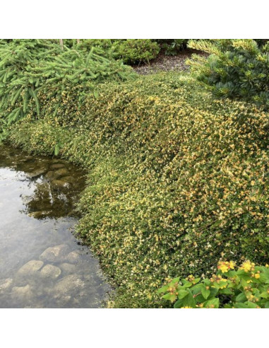 Lonicera ‘Little Honey’® - kovačnik, pokrovni