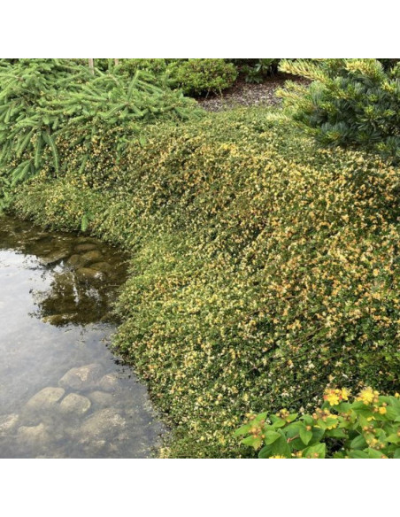 Lonicera ‘Little Honey’® - kovačnik, pokrovni