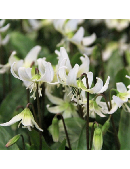 Erythronium tuolumnense 'White Beauty' - pasji zob (gomolj/čebulica)