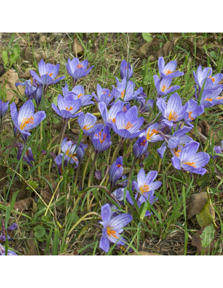 Crocus speciosus ssp. speciosus - jesenski žafran