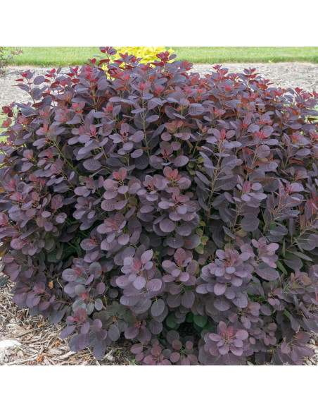 Cotinus coggygria 'Lilla' - ruj (rdečelistni, nizek)