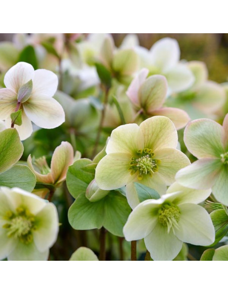 Helleborus × 'Diamond Fire' XL - teloh