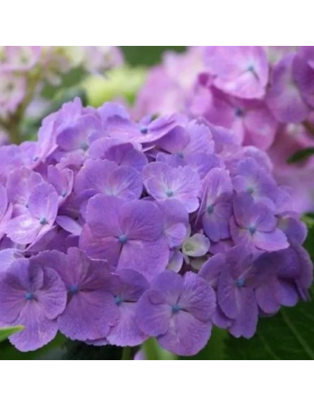 Hydrangea macrophylla 'Little Purple' - kmečka hortenzija