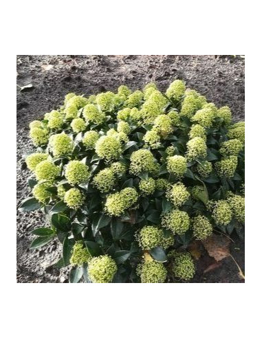 Skimmia japonica 'White Dwarf' XXL - skimija (nizka sorta)