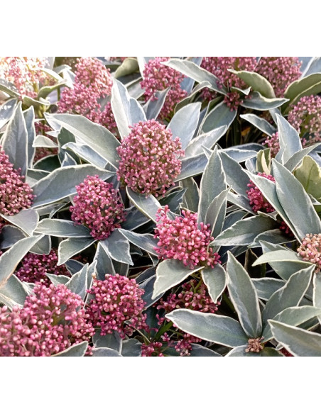 Skimmia jap. 'Mystic Marlot' - skimija (pisana)