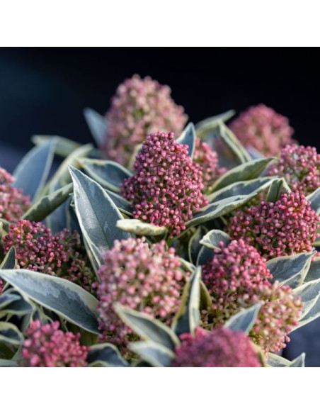 Skimmia japonica 'Perosa' - skimija (pisana)