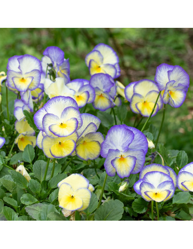 Viola cornuta 'Etain' XL - trajna mačeha