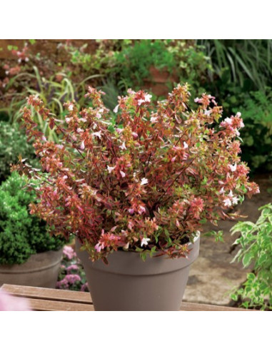 Abelia × grandiflora 'Lady Summerdream' - abelija