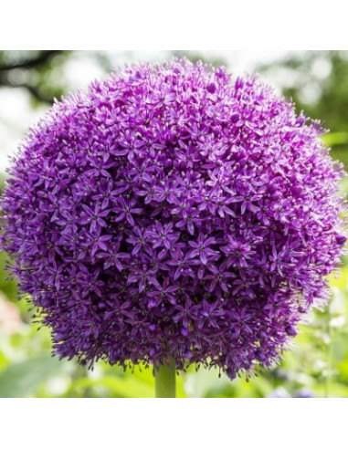 Allium 'Ambassador' - orjaški luk, 1 čebulica