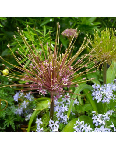 Allium schubertii- luk, 1 čebulica