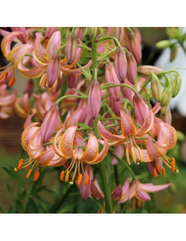 Lilium martagon 'Fairy Morning'- turška lilija, 1 čebulica