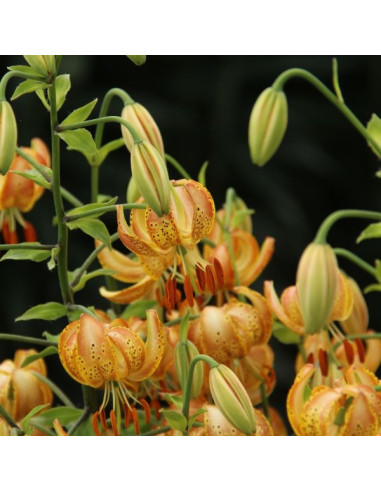 Lilium martagon 'Peppard Gold'- turška lilija, 1 čebulica