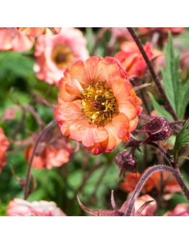 Geum rivale 'Nonna' XL - sretena