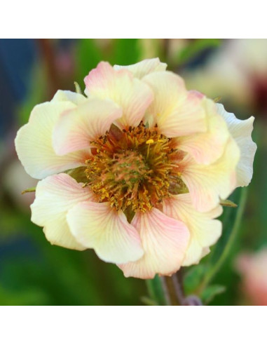 Geum 'Tempo Yellow' XL - sretena