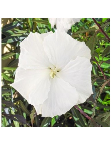 Hibiscus moscheutos 'Carousel Ghost' XL - hibiskus