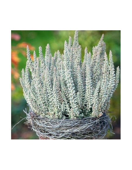 Calluna 'Fluffy' - "Ledena" jesenska vresa