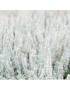 Calluna 'Fluffy' - "Ledena" jesenska vresa 2