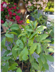 Asimina triloba Rappahannock®- asimina, cepljena XL 2