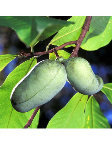 Asimina triloba KSU Atwood™- asimina, cepljena