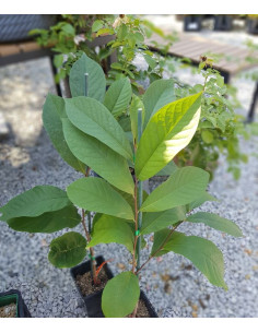 Asimina triloba KSU Atwood™- asimina, cepljena 2