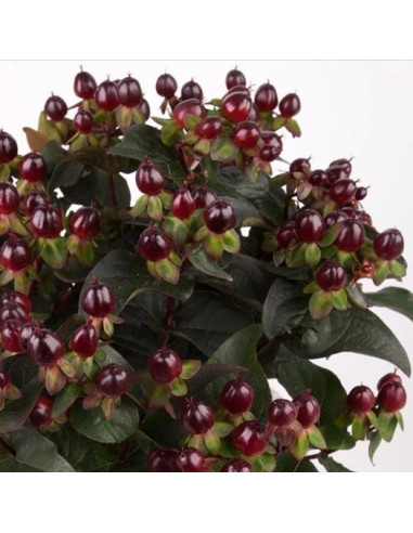 Hypericum x inodorum 'Black Berry' - krčnica