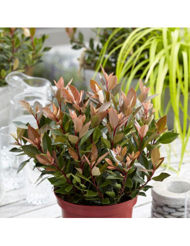 Photinia fraseri 'Little Red Hobbit'- fotinija