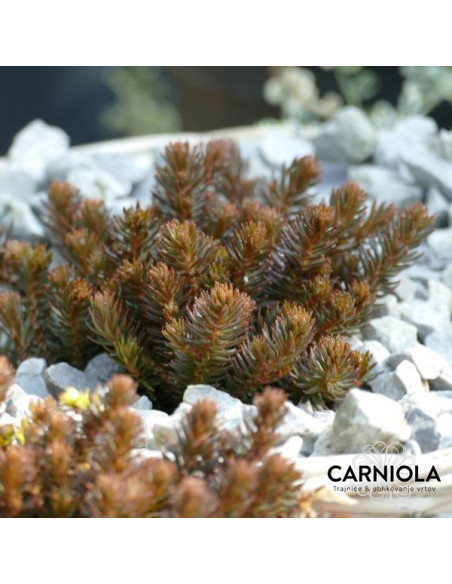 Sedum 'Chocolate Ball'- homulica