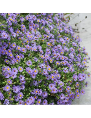 Aster oblongifolium 'October Skies' XL - astra, nebina