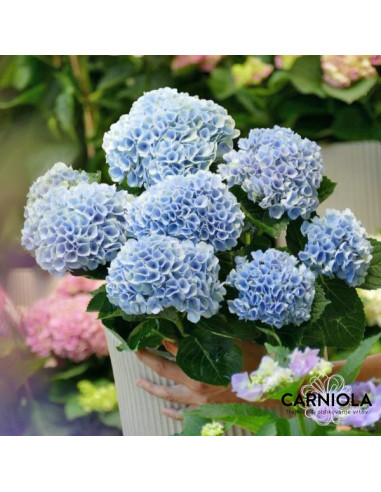 Hydrangea macrophylla 'Magical Revolution' Blue XL  - kmečka hortenzija CVETOČA