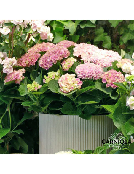 Hydrangea macrophylla 'Magical Revolution' Pink XL  - kmečka hortenzija CVETOČA