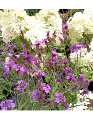 Verbena rigida ‘Venosa’ - verbena