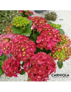Hydrangea macrophylla 'Magical Ruby Tuesday'  - hortenzija