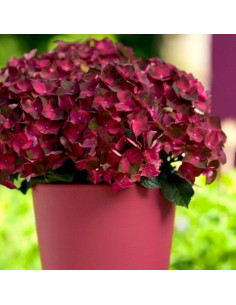 Hydrangea macrophylla 'Magical Ruby Tuesday'  - hortenzija 2