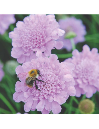 Scabiosa incisa 'Kudo Pink' XL- grintavec