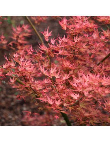 Acer palmatum 'Wilson's Pink Dwarf' - pahljačasti japonski javor