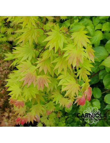 Acer shirasawanum 'Moonrise' - japonski javor