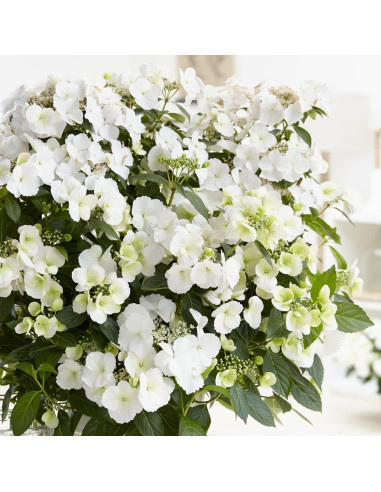 Hydrangea 'Runaway Bride' XXL - hortenzija