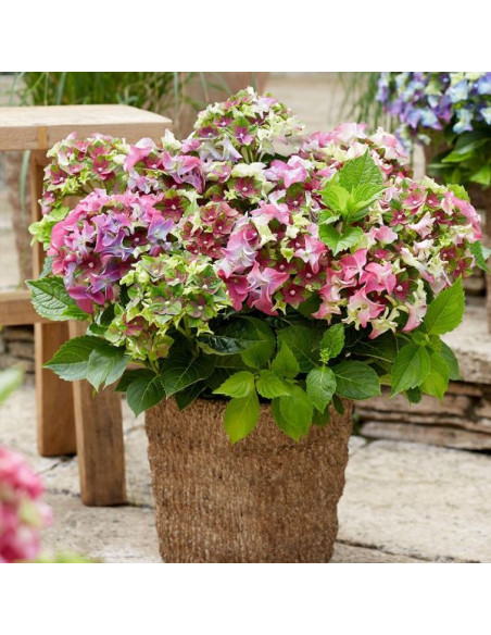 Hydrangea macr. Royalty® Lady Mata Hari Pink - hortenzija