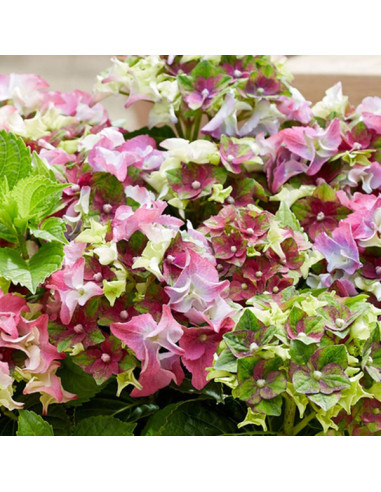 Hydrangea macr. Royalty® Lady Mata Hari Pink - hortenzija