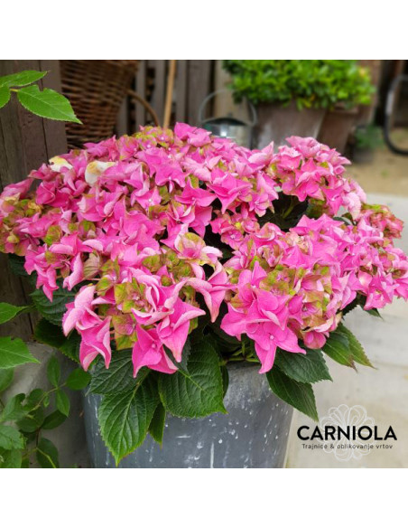 Hydrangea macr. Royalty® Lady Mata Hari Pink - hortenzija