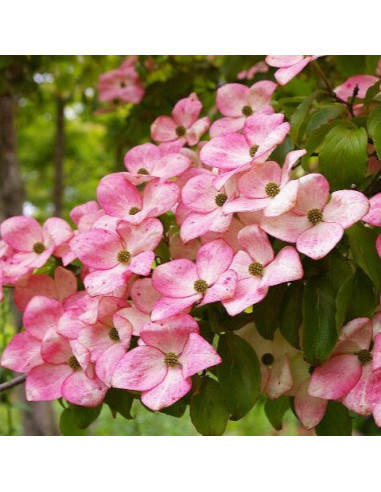 Cornus kousa 'Satomi' - japonski dren