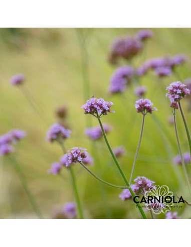 Verbena bonariensis 'Vanity' - sporiš, verbena