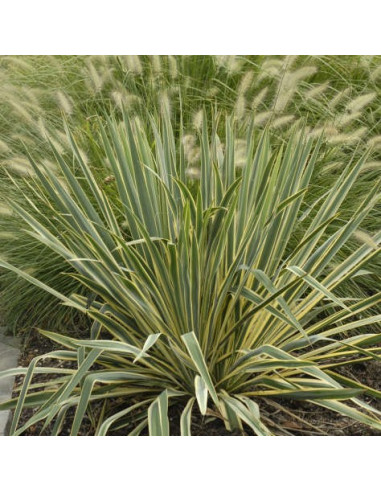 Yucca filamentosa 'Bright Edge'  - juka