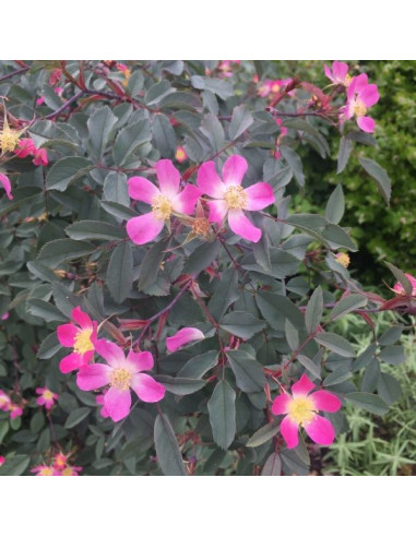 Rosa glauca - rdečelistni šipek