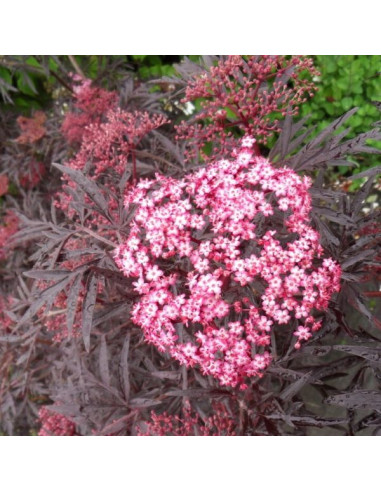 Sambucus nigra 'Cherry Lace' - črni bezeg