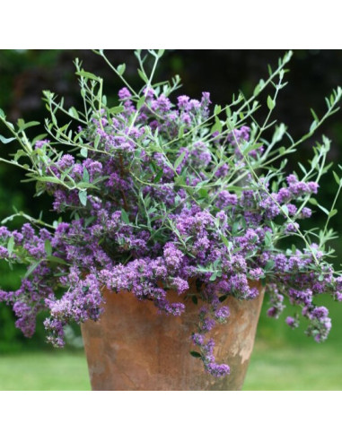 Buddleja alternifolia 'Unique' - povešavi metuljnik