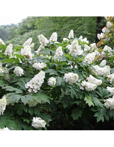 Hydrangea quercifolia - hrastovolistna hortenzija XXL