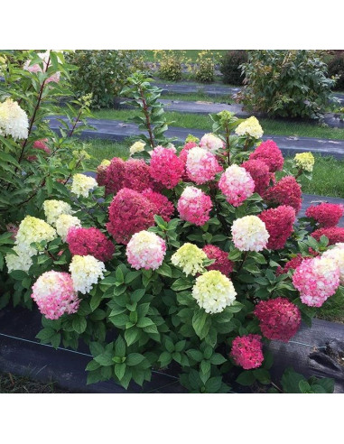 Hydrangea paniculata 'Little Lime Punch' - latasta hortenzija XL