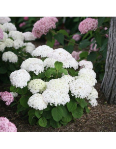 Hydrangea arborescens 'BellaRagazza Blanchetta' - hortenzija XL